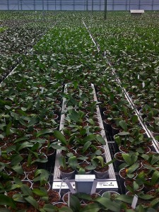 cropScale