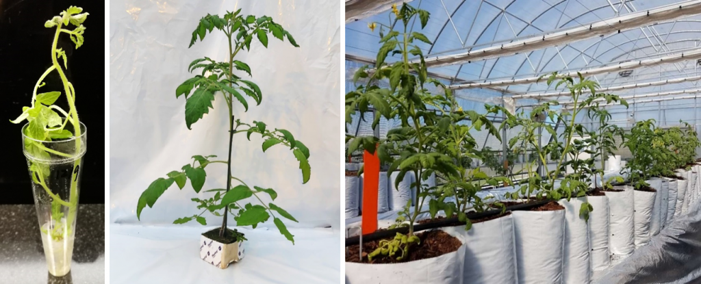 Verschillende ontwikkelingsstadia van verdubbeld haploïde tomatenplanten