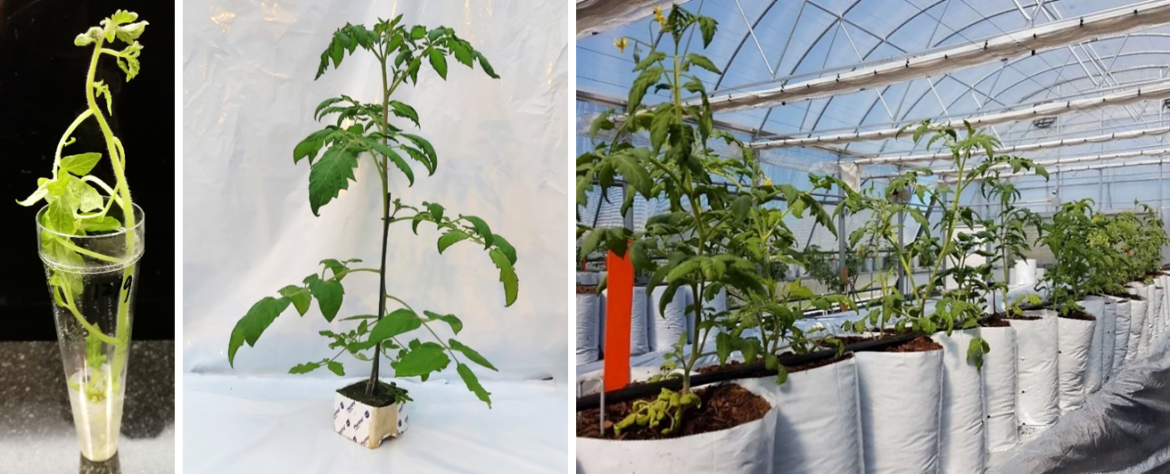 First doubled haploid tomato plants delivered to customers