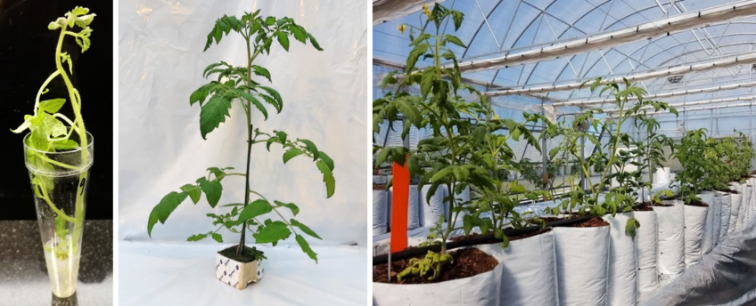 First doubled haploid tomato plants delivered to customers