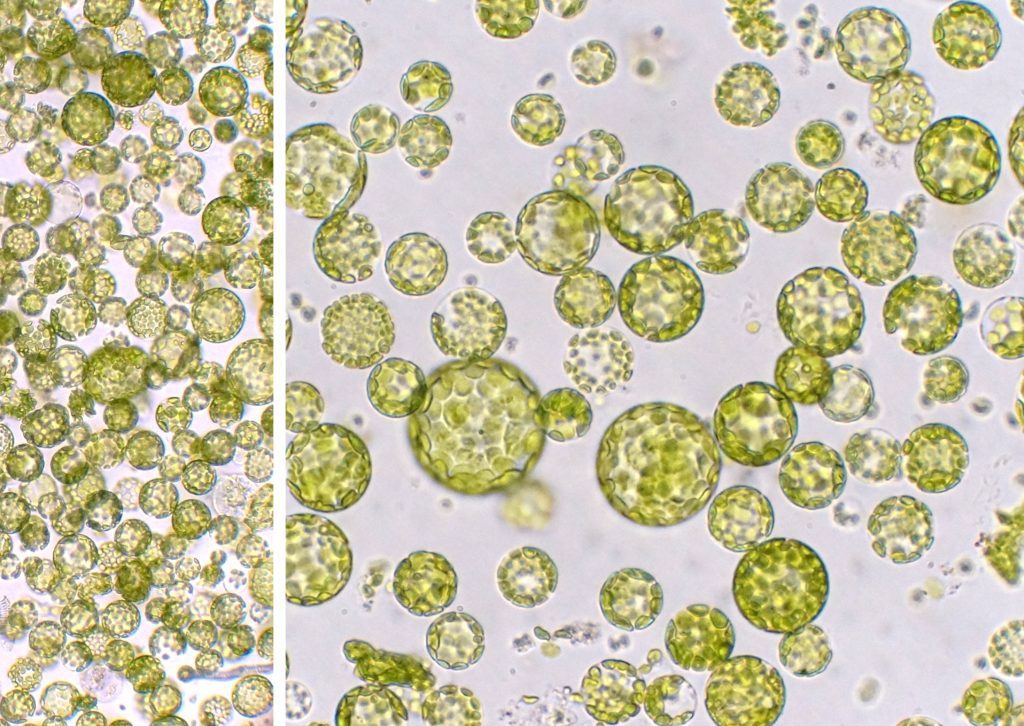 Plant cell protoplasts