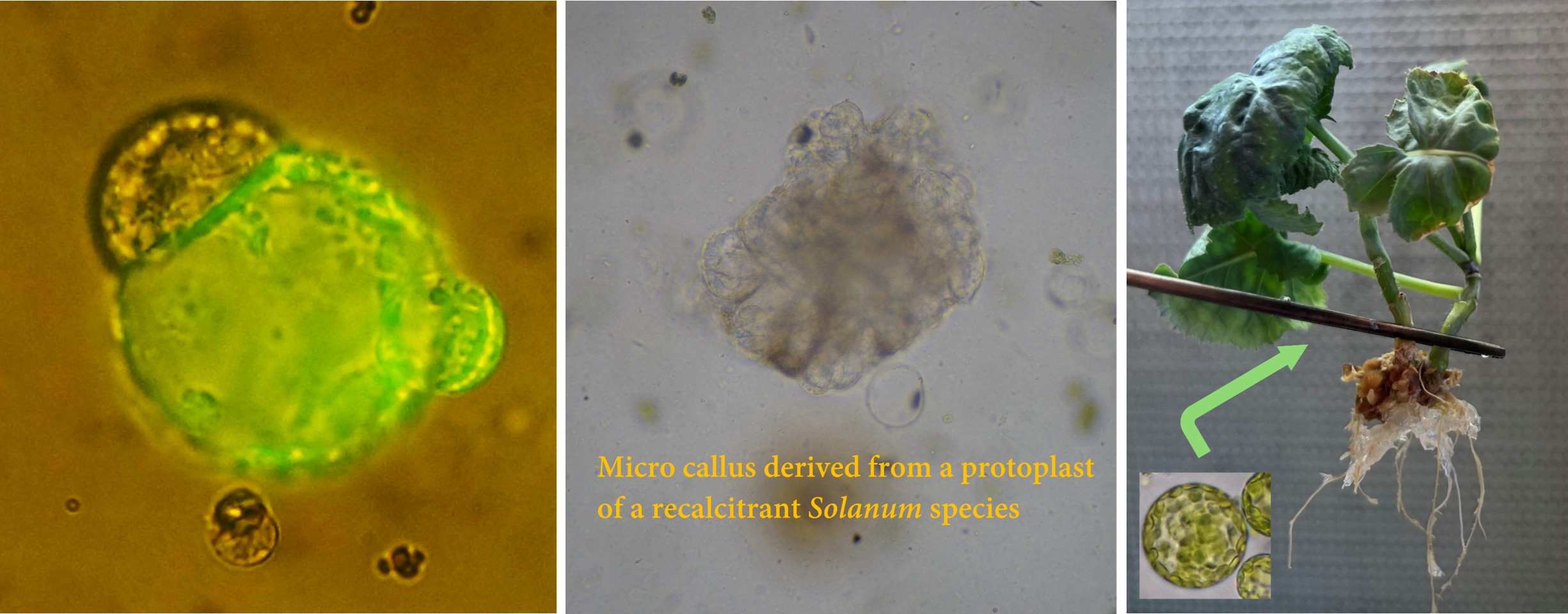 Examples of protoplast technology